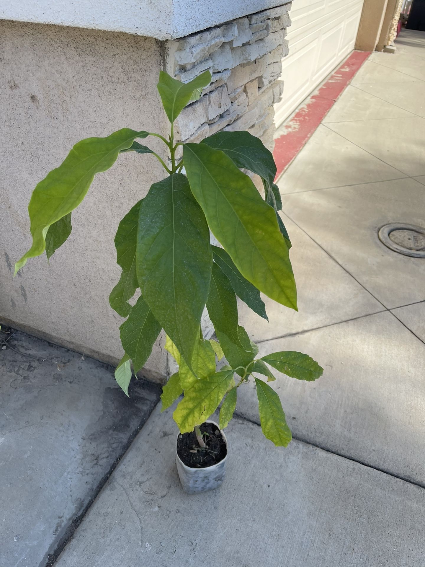 Hass Avocado Plant