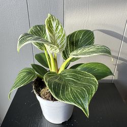 Birkin Plant- 4” Pot