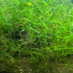 Easy Aquarium Plant in BULK (Guppy Grass )