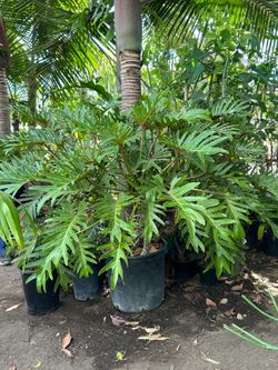 Philodendron xanadu