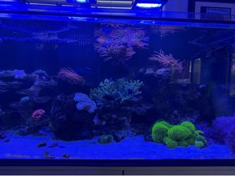 RBT anemone