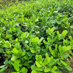 "CLUSIA MOVING OUT SALE"