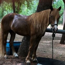 Horse / Barn Help Needed 64th Street & Cactus