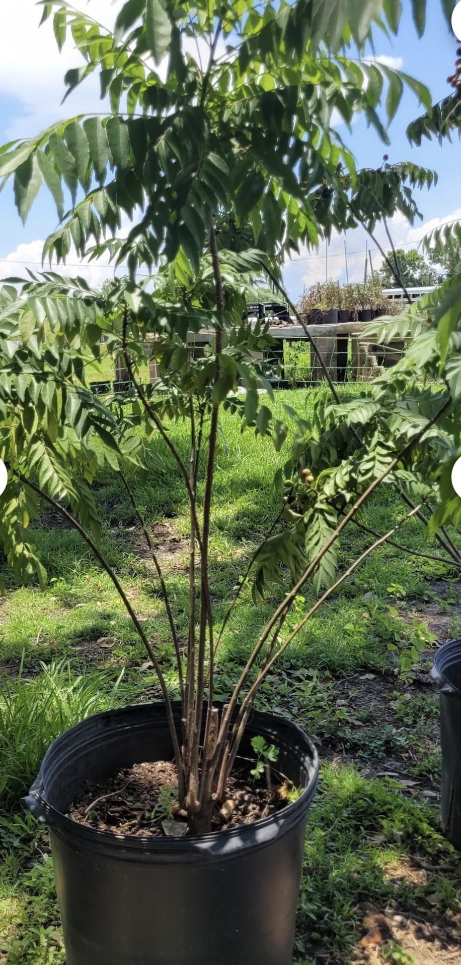 Healthy 4 Feet Curry Plant Tree 🪴 