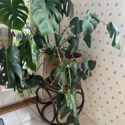 Large Split Leaf Plant With Pot And Stand  