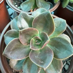 Plants for Sale! ( Echeveria Melaco)