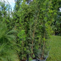 Podocarpus About 7 Feet Tall Instant Primary Hedge For Fence Green Full