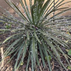 Thread Agave Plant 