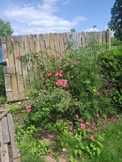 Rose bushes