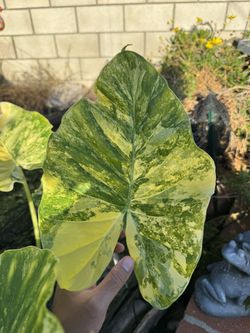 Alocasia Gageana Aurea Large Cutting Variegated Elephant Ear Plant
