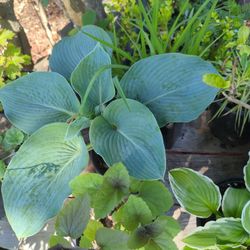 Hostas And Hostas ,And Well Other Plants