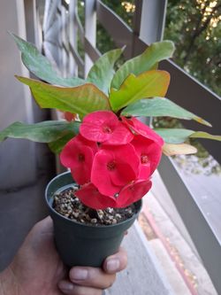 Crown-of-Thorns "Red Flowers " Plant $18