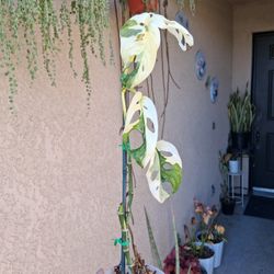 Variegated Monstera Swiss Cheese Plant $85