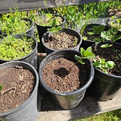 Baby Oak Trees Costal Live Oaks 