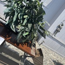 Free Filing Cabinet And Fake Tree
