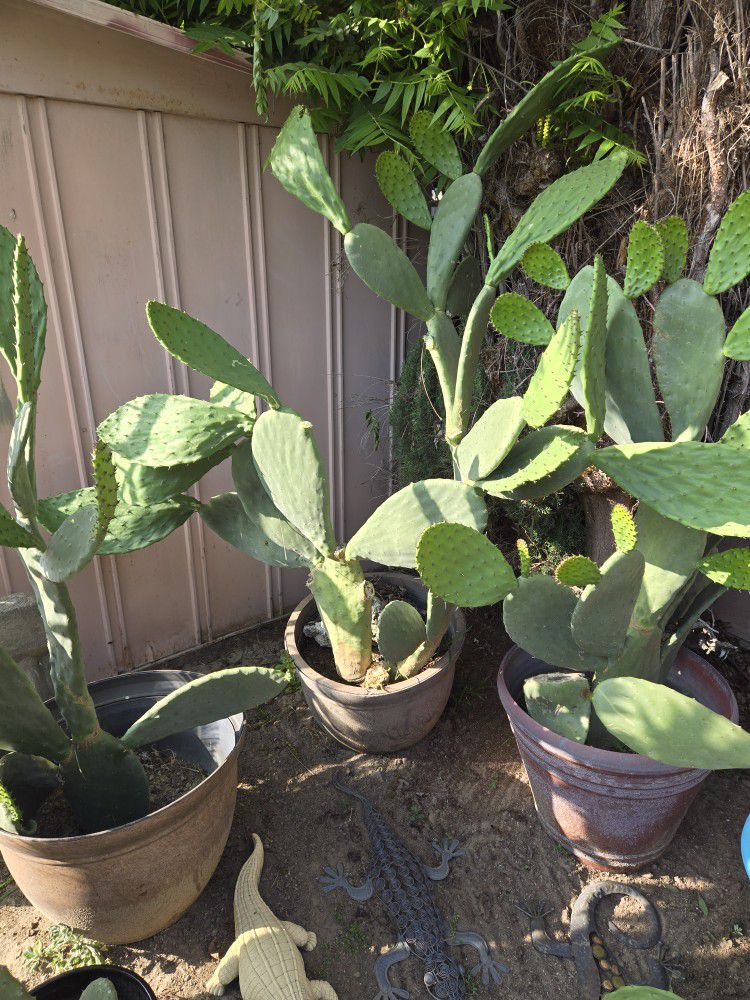 Huge Large Potted Cactus Collection  10 Plants 6 Foot Cactus