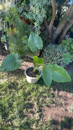 Planta de sombra