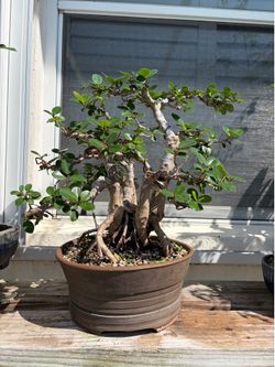 Ficus bonsai