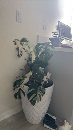 Monstera Albo cutting 2 leaf