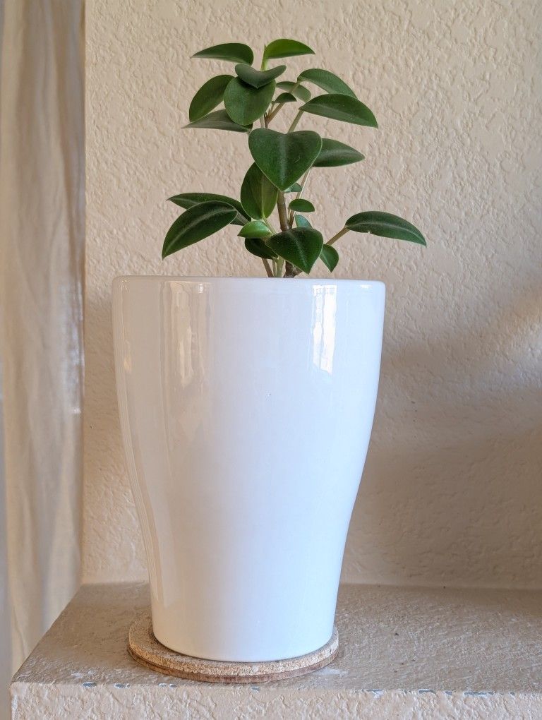 Healthy Beautiful Indoor Plant(Peperomia)