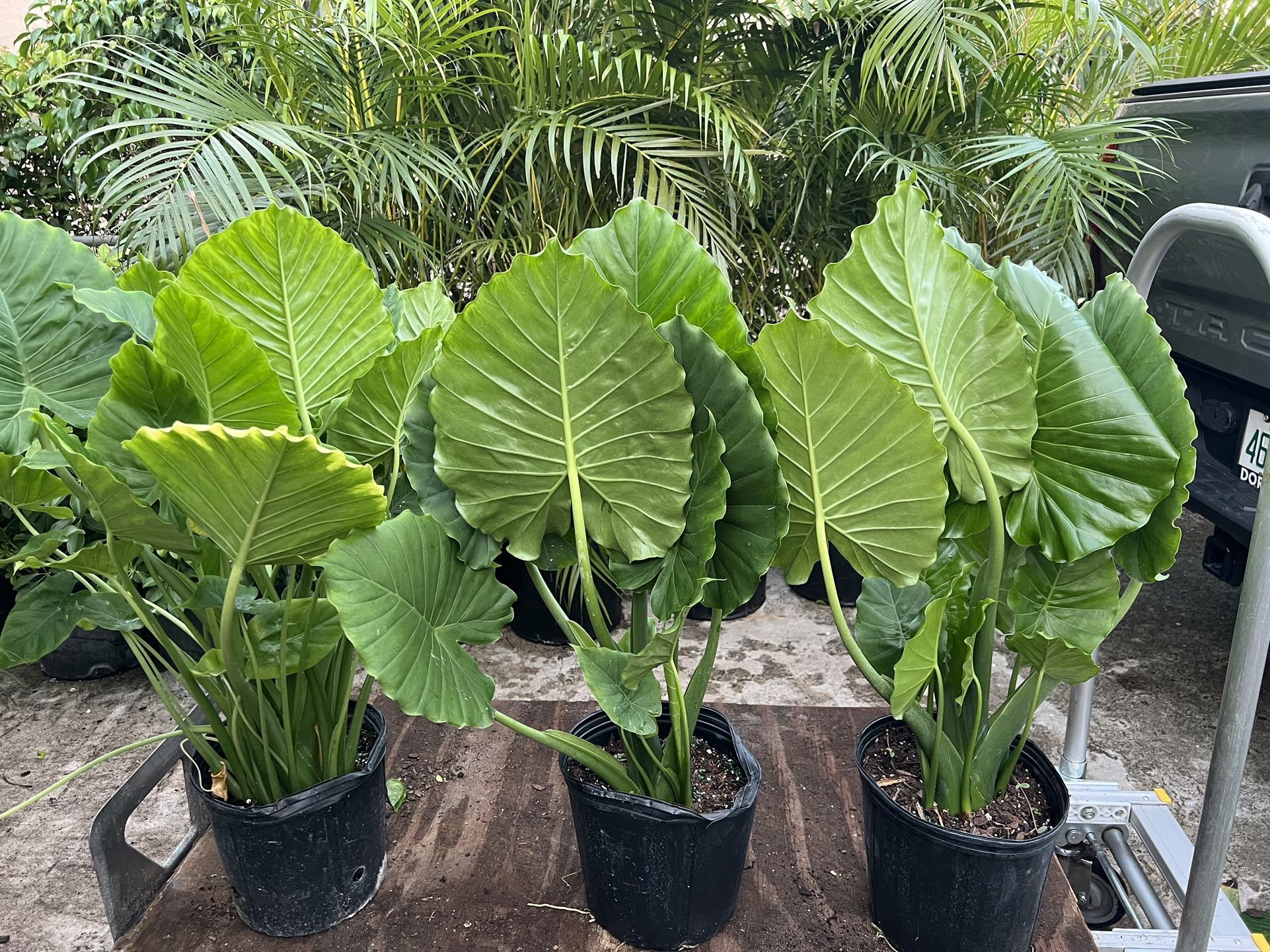 Alocacia Elephant Ears California In 3 gls Pot. SPECIAL PRICE 🤩
