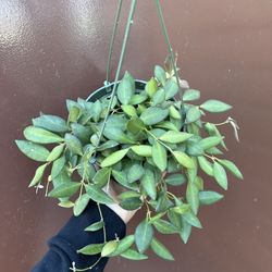 6” hoya burtoniae