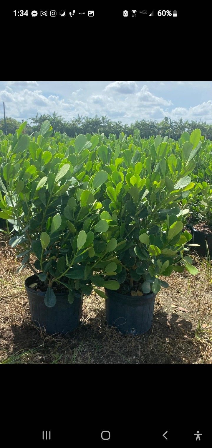 beautiful clusia plants in 7 gal pots