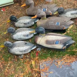 Duck Decoys