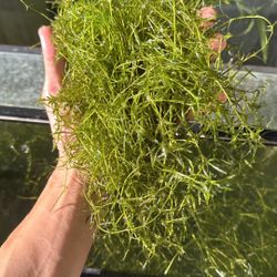  X-Large Guppy Grass Floating Aquarium Plant