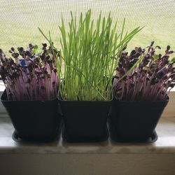 Cat Grass And Micro Greens