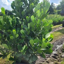 Gorgeous Clusias Plants For Inmediate Privacy!!! 5-6 Feet Tall Measurements Over The Pot!! Fertilized 