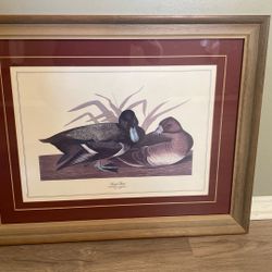 Beautifully Framed Print Of Scaup Duck Pair