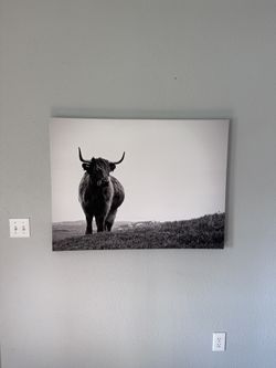 Bull Frame