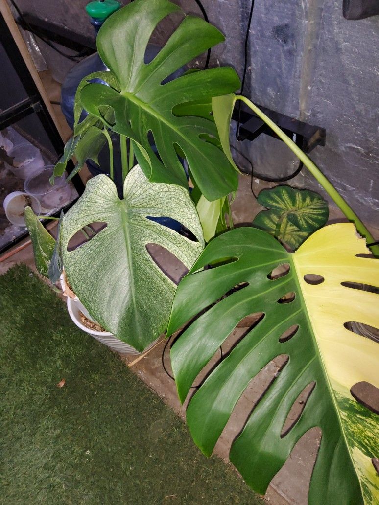 Plants
