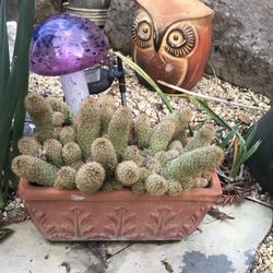 Lady fingers cacti in an old Italian terracotta pot 