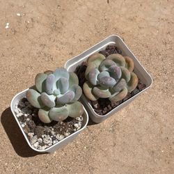 Moonstone Succulent