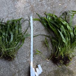 2 Large Matured Java Ferns Fish Tank Aquarium Plants 