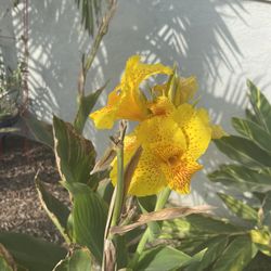 Cannas Yellow With Red Speckles 