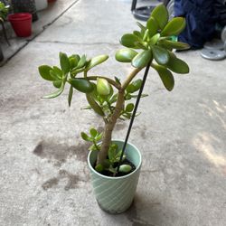 Jade Plant