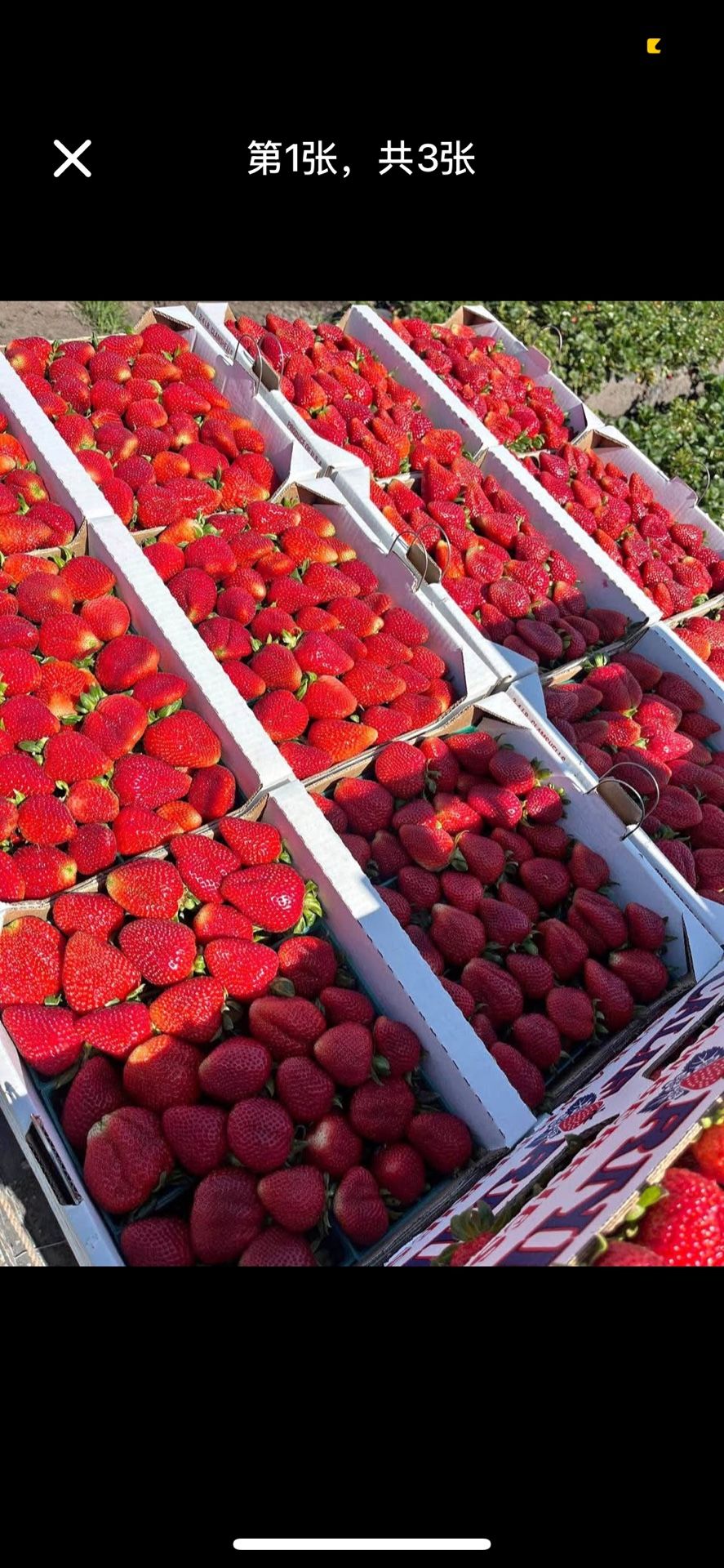 Fresh Big Strawberries