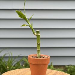 Lucky Bamboo