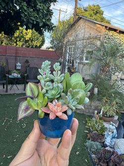 Cute Tiny Succulent 