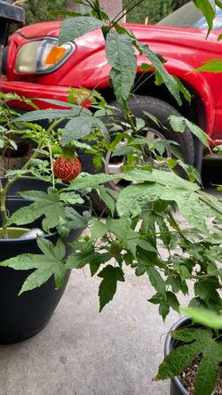 Planta