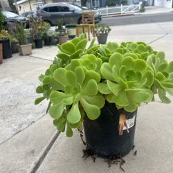 Healthy green succulent in a pot.