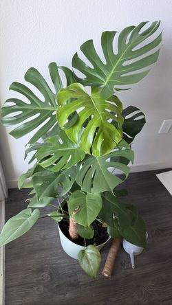 Large 3.6ft Monstera Deliciosa + FREE Pot, Moss Poles & Watering Can
