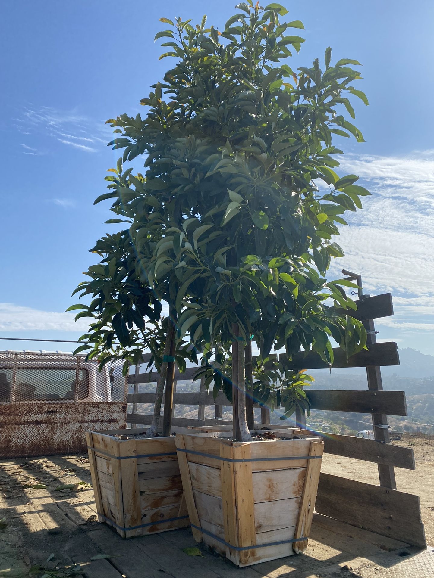 Beautiful Avocado Trees