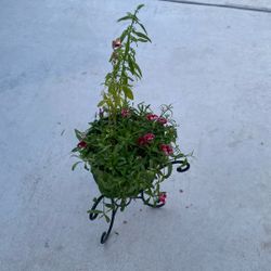 Beautiful Plant For Outside 