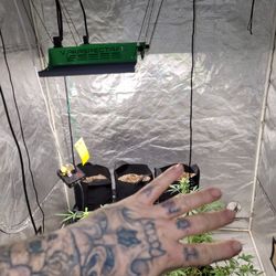 Grow Stuff Get It While It Is Available 