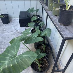 Elephant Ear Colocasia Plants 5 Gallon