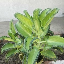 Kalanchoe Mother Of Thousand Medesinal 